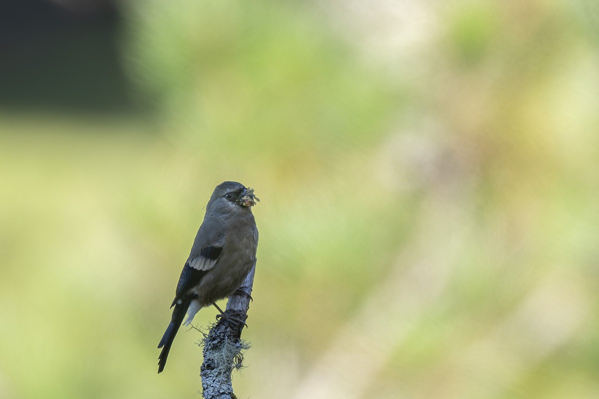 Taiwan Bullfinch - ML645149573