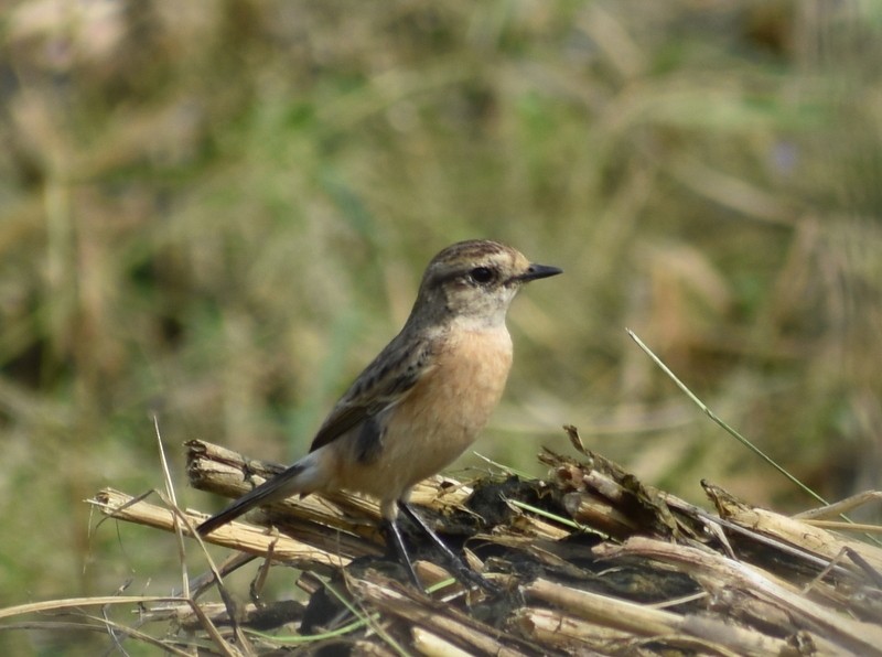 bramborníček sibiřský - ML645149574