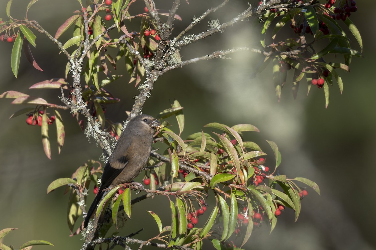 Taiwan Bullfinch - ML645149575