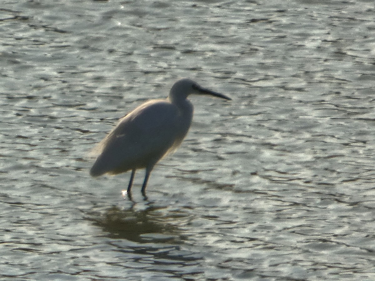Little Egret - ML645149577