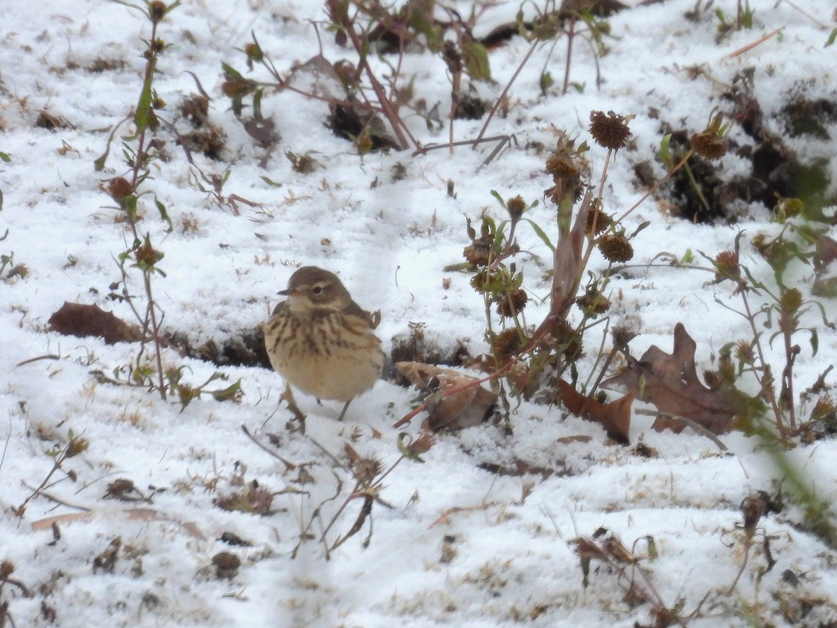 linduška tundrová - ML645149581