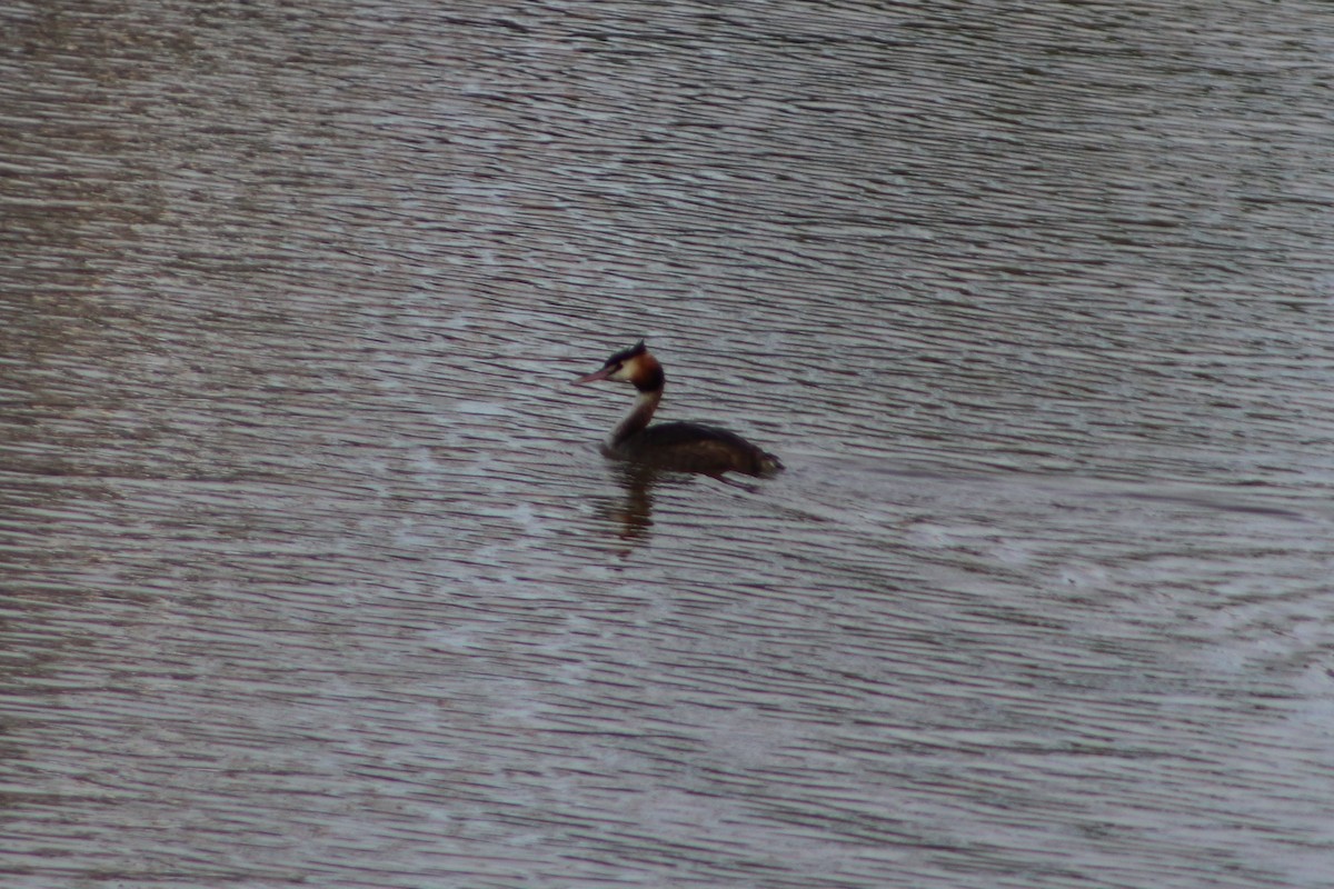 Great Crested Grebe - ML645149584