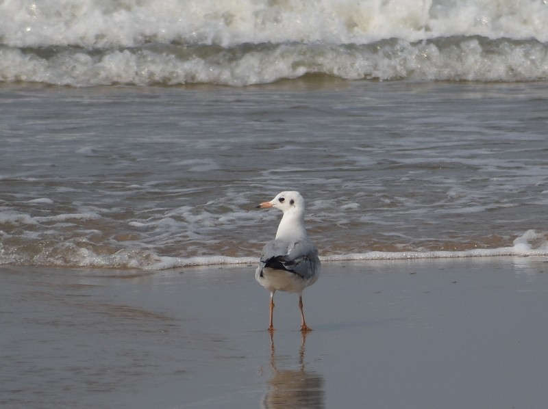 Hint Martısı - ML645149585