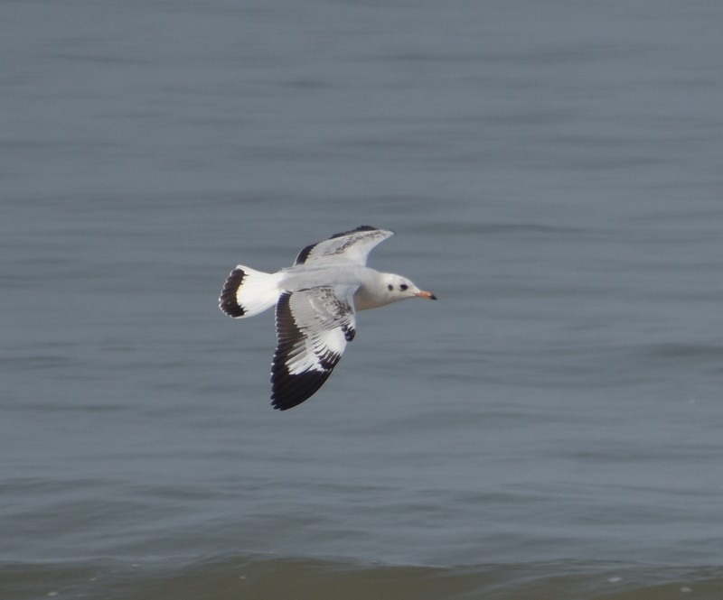 Hint Martısı - ML645149586