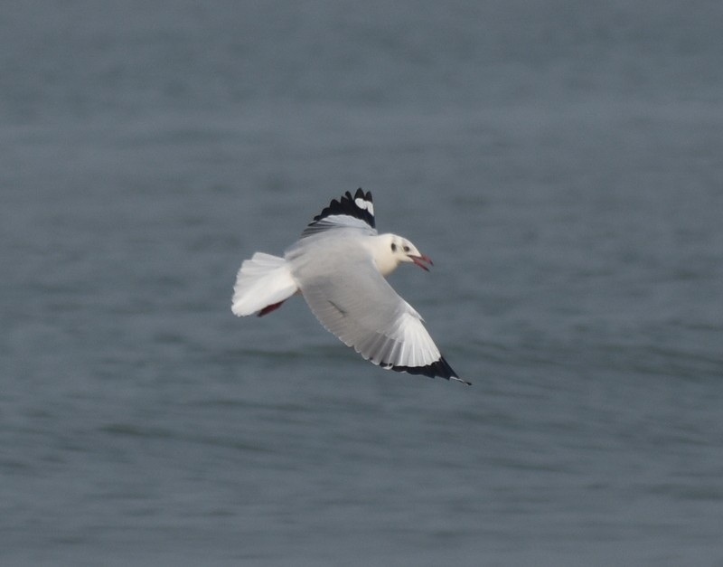 Hint Martısı - ML645149587