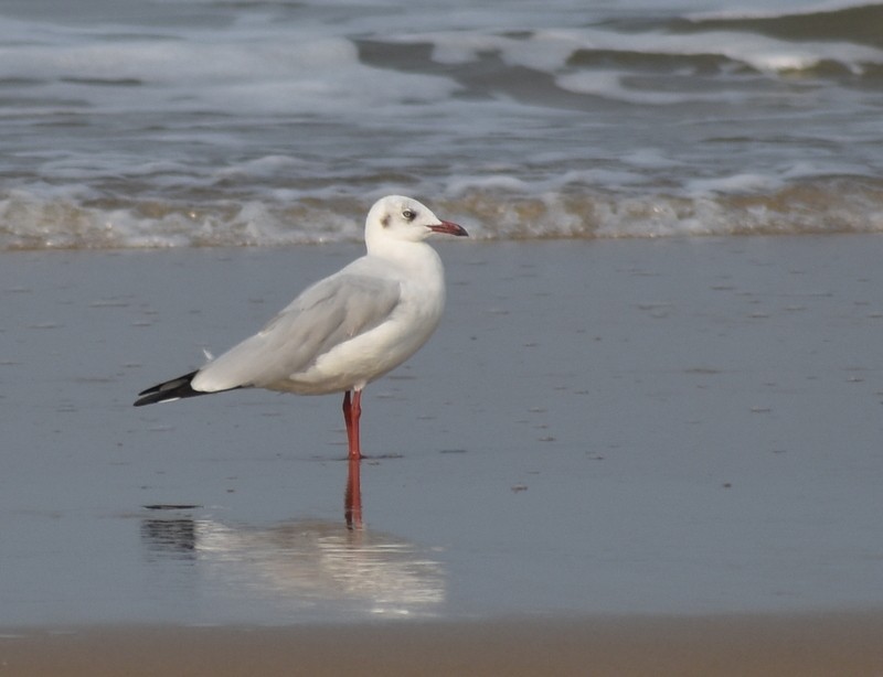 Hint Martısı - ML645149588