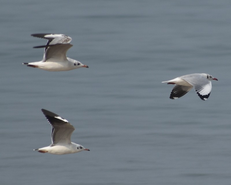 Hint Martısı - ML645149592