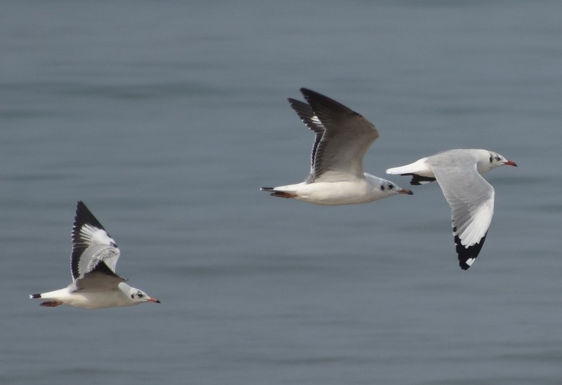 Hint Martısı - ML645149593