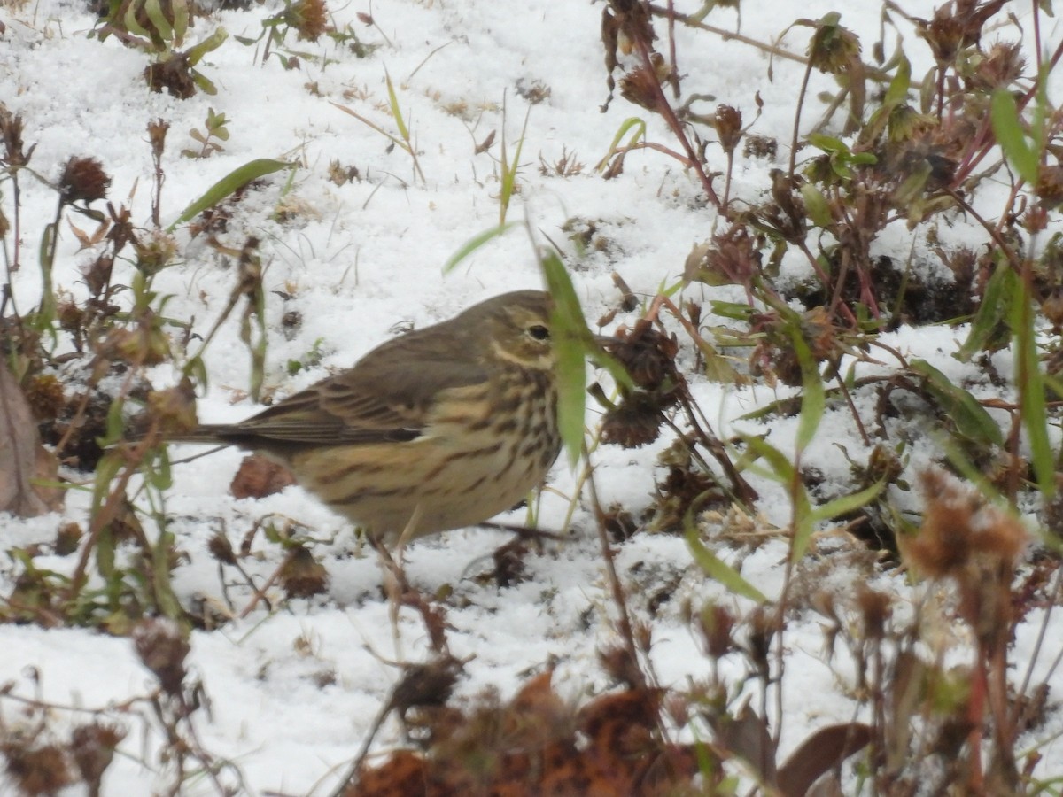 linduška tundrová - ML645149594
