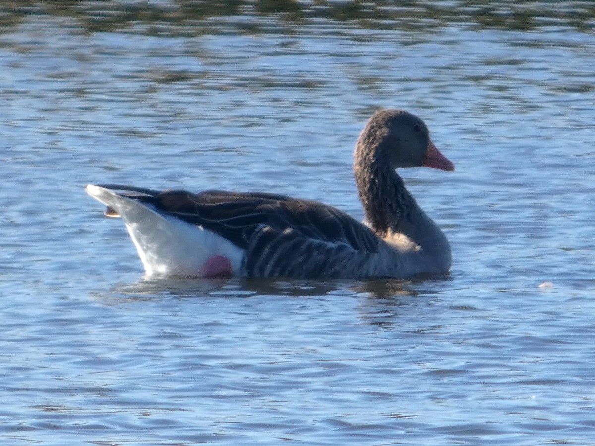 Graylag Goose - ML645149600