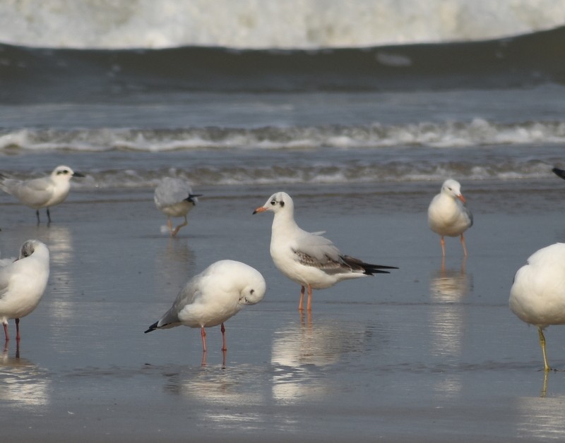 Hint Martısı - ML645149605