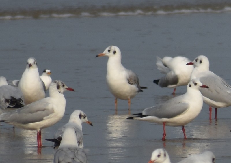 Hint Martısı - ML645149610