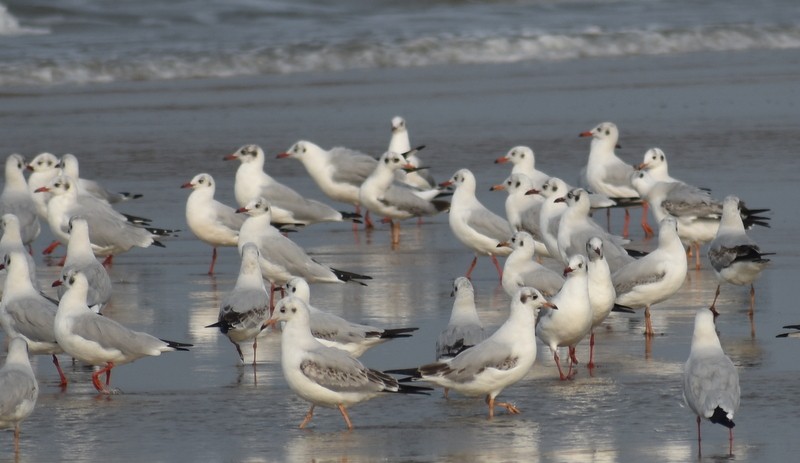 Hint Martısı - ML645149611