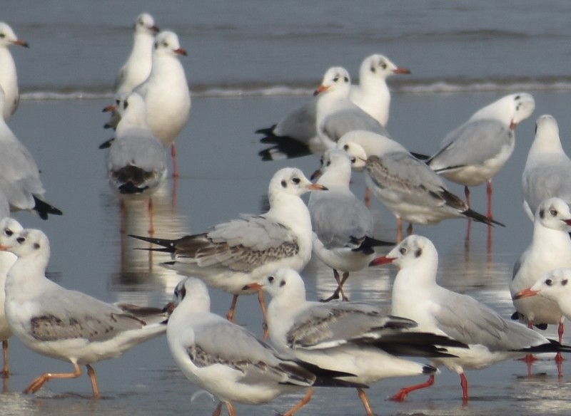 Hint Martısı - ML645149612