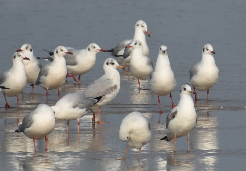 Hint Martısı - ML645149613