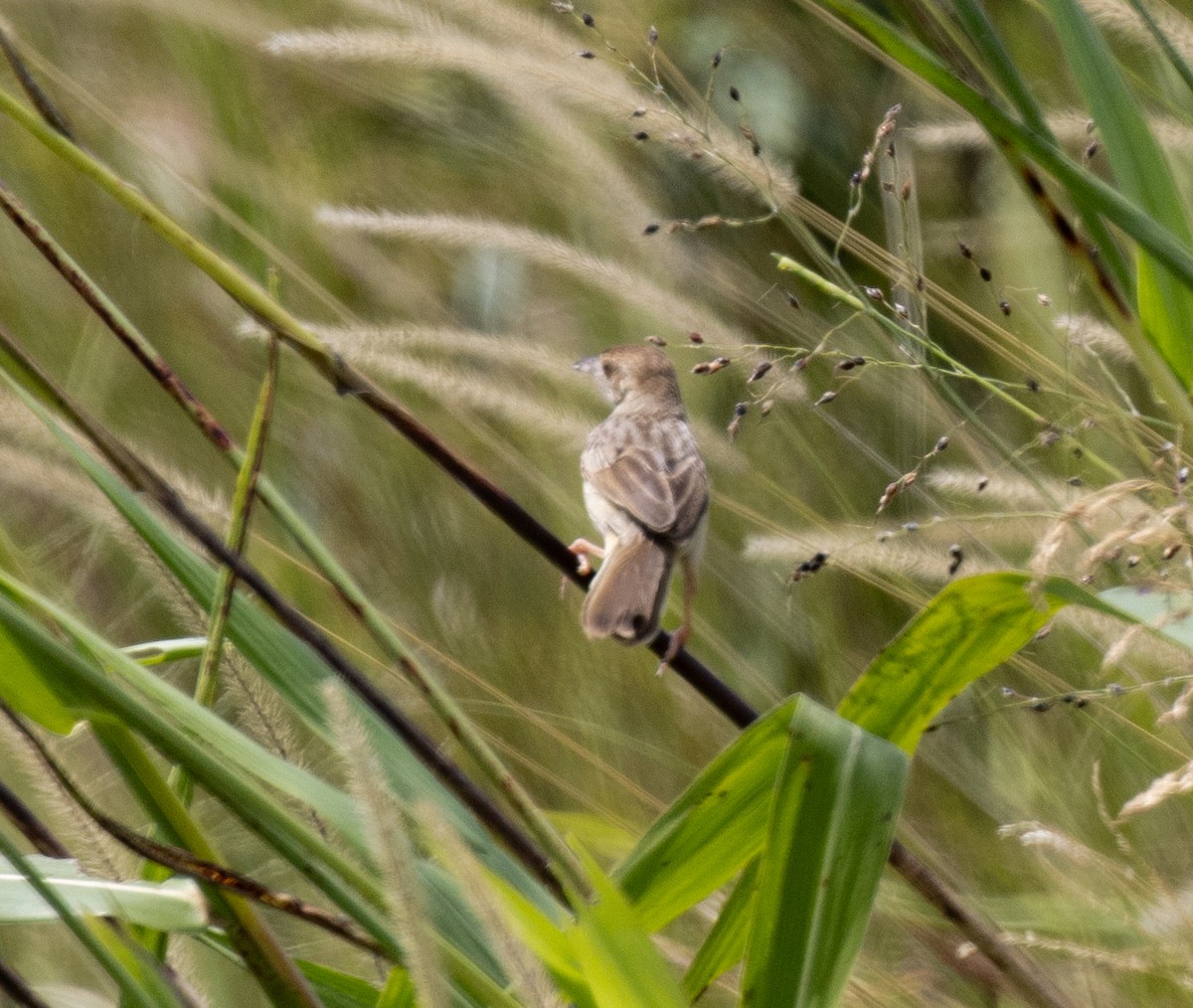 Rattling Cisticola - ML645149624