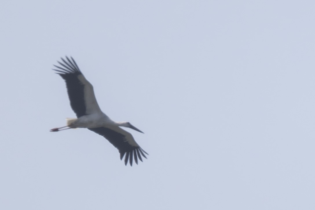 svartnebbstork - ML645149625