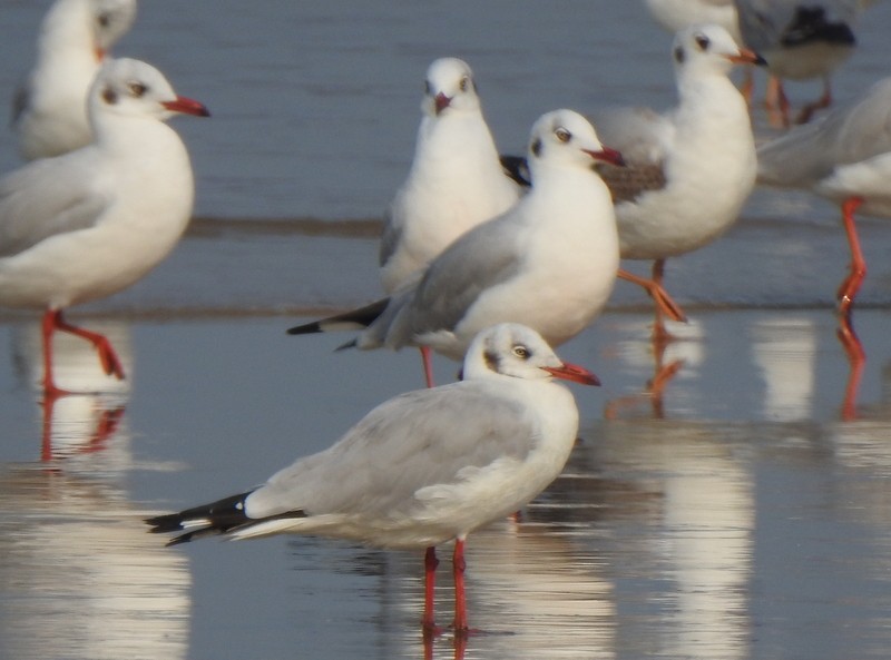 Hint Martısı - ML645149626