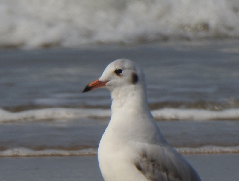 Hint Martısı - ML645149627