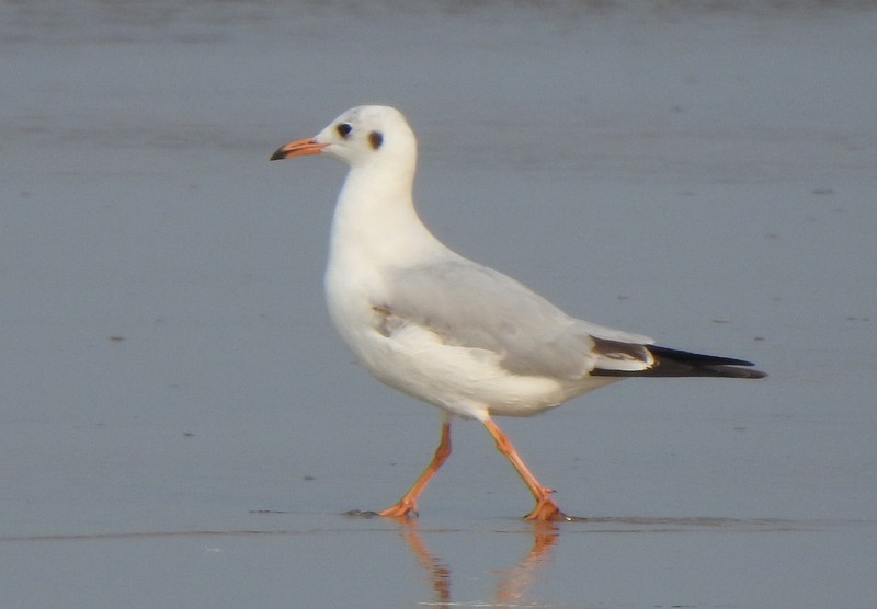 Hint Martısı - ML645149628