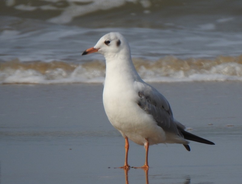 Hint Martısı - ML645149629