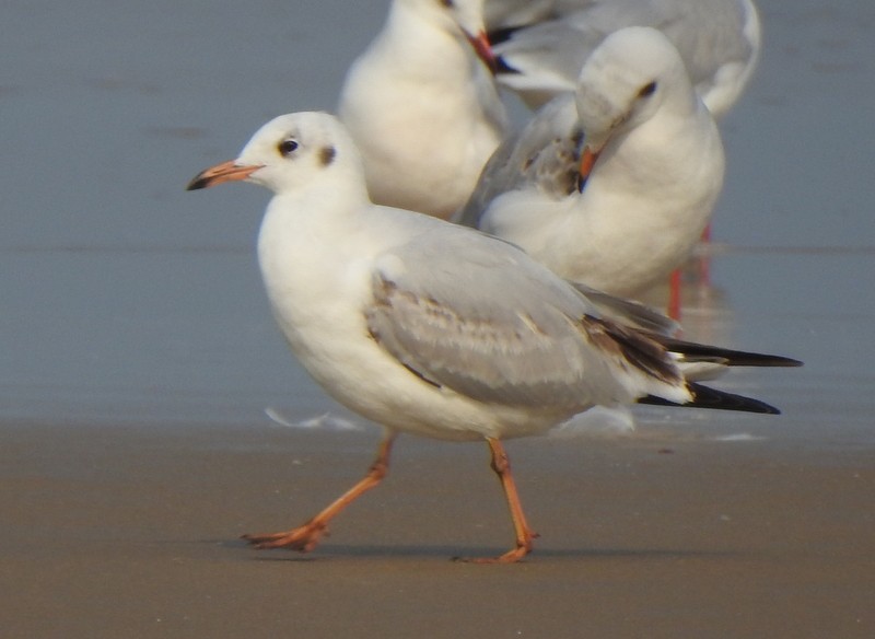 Hint Martısı - ML645149630