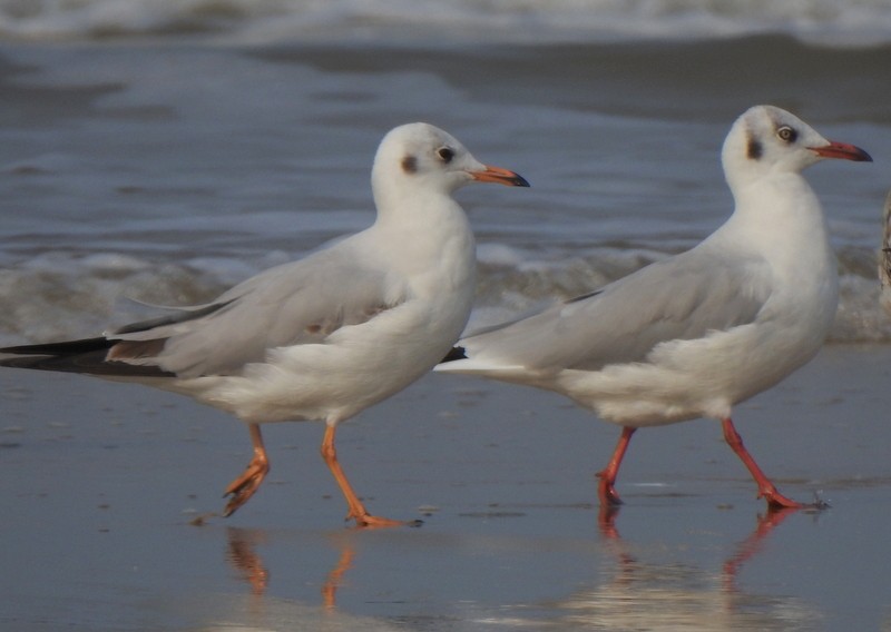 Hint Martısı - ML645149631