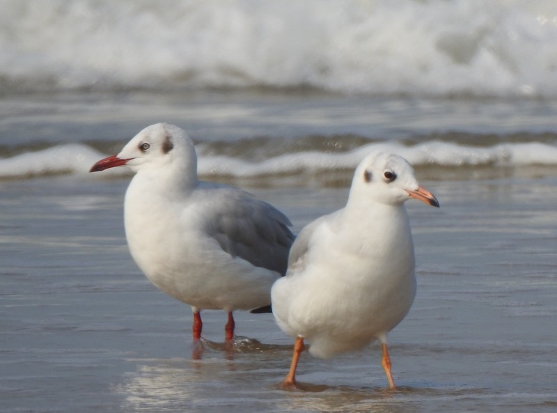 Hint Martısı - ML645149632