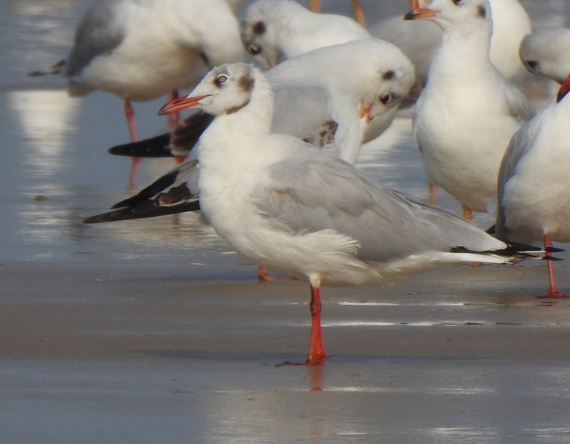 Hint Martısı - ML645149633