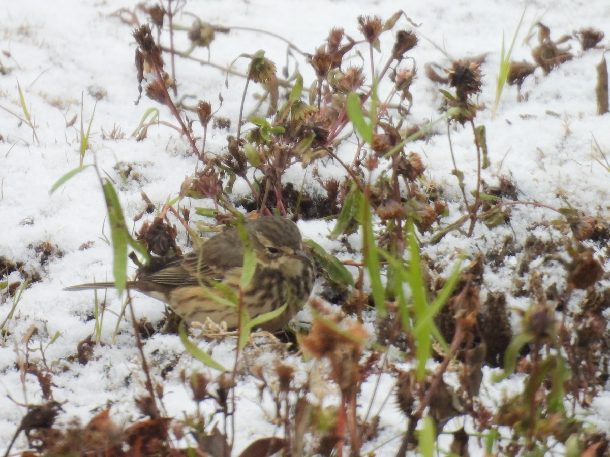 linduška tundrová - ML645149634