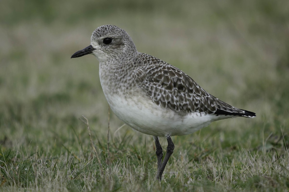 Chorlito Gris - ML645149639