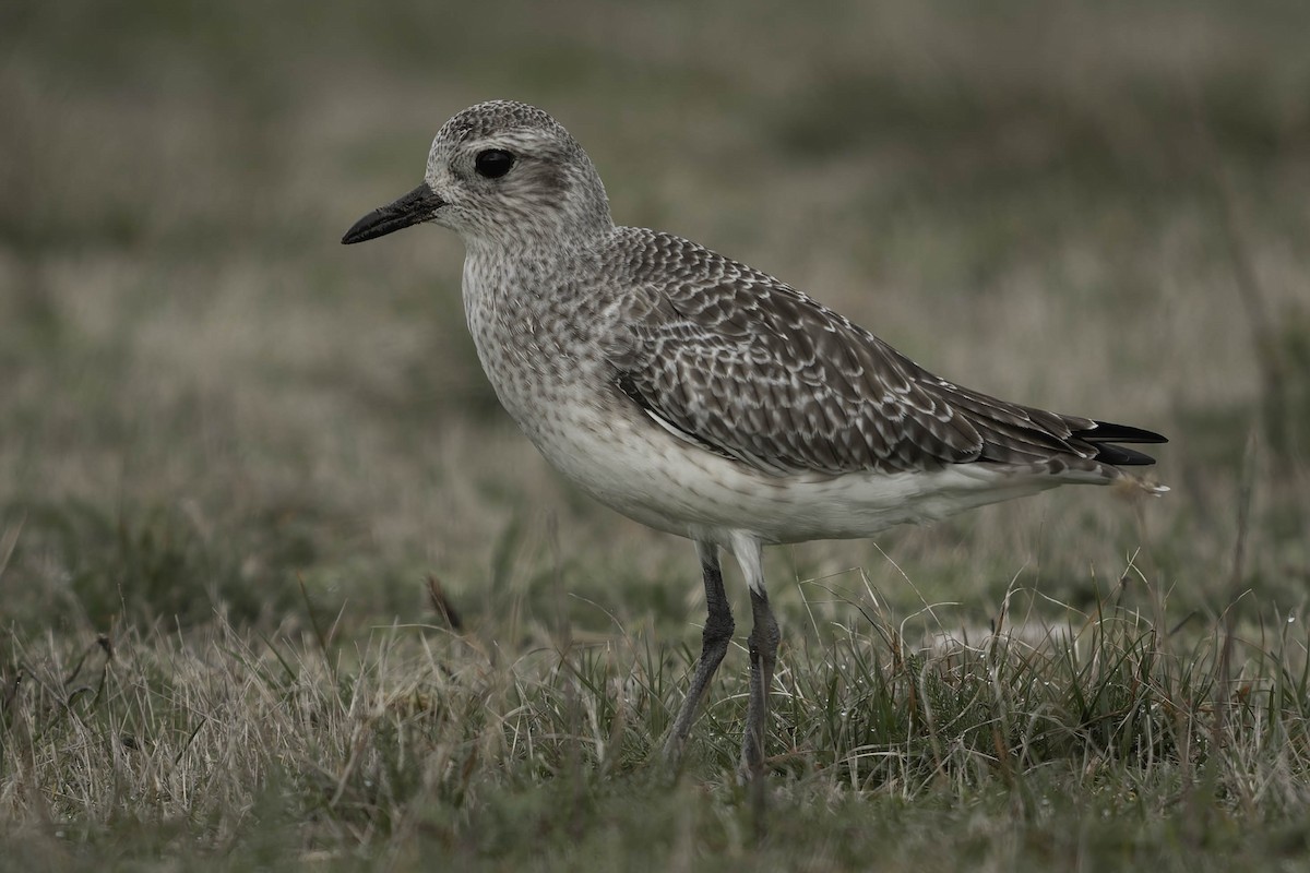 Chorlito Gris - ML645149640