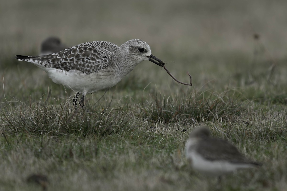 Chorlito Gris - ML645149642