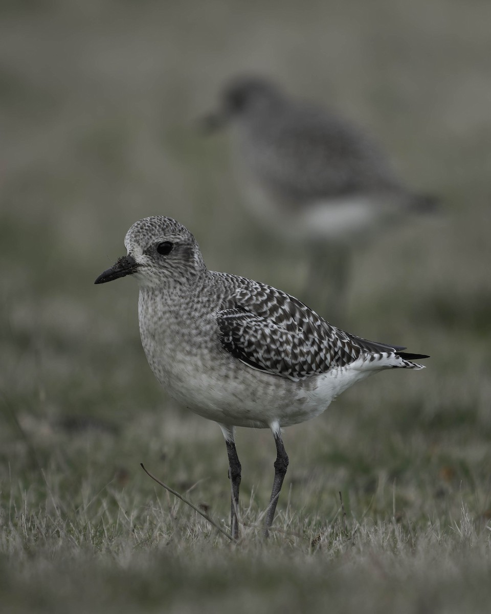Chorlito Gris - ML645149643
