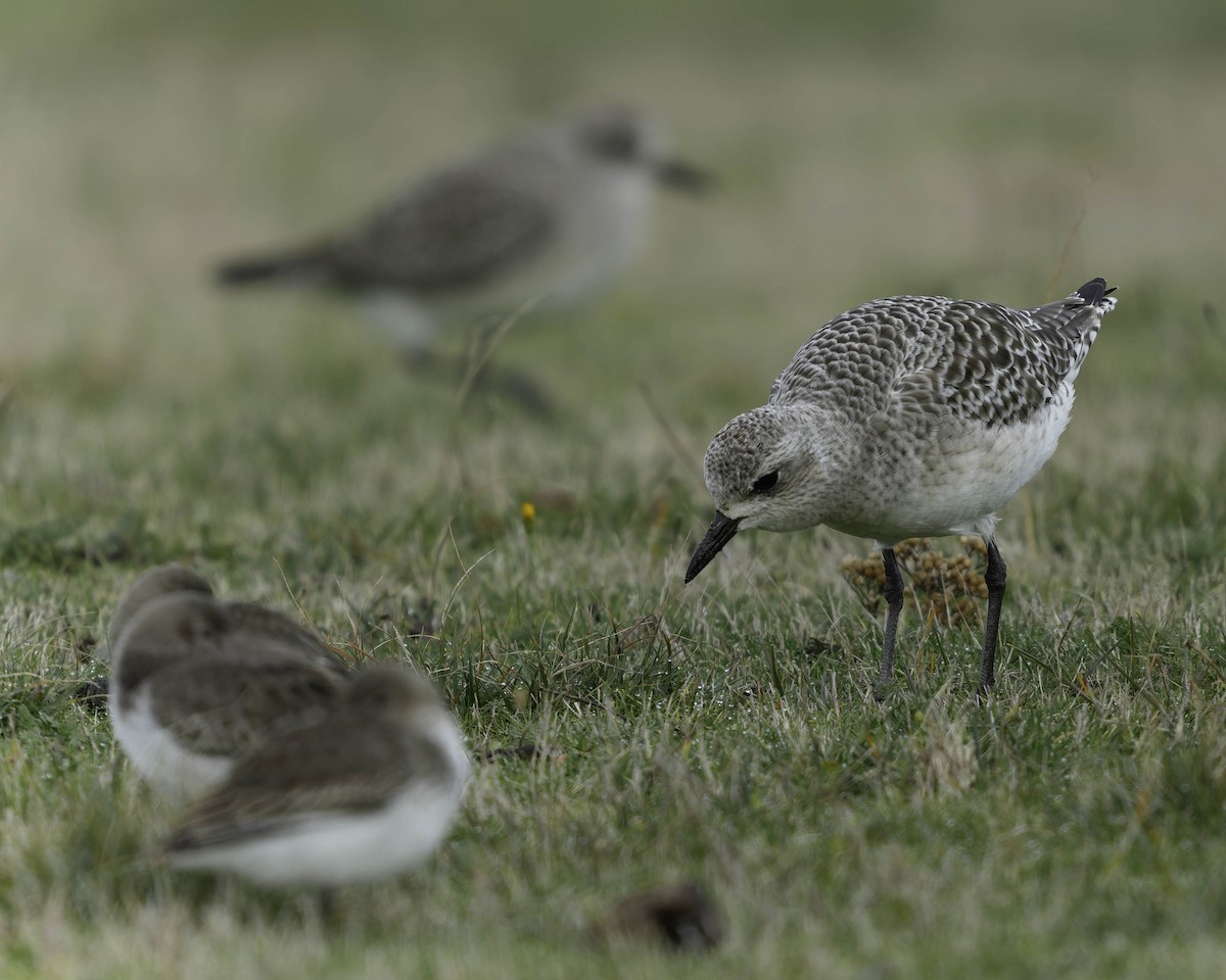 Chorlito Gris - ML645149644