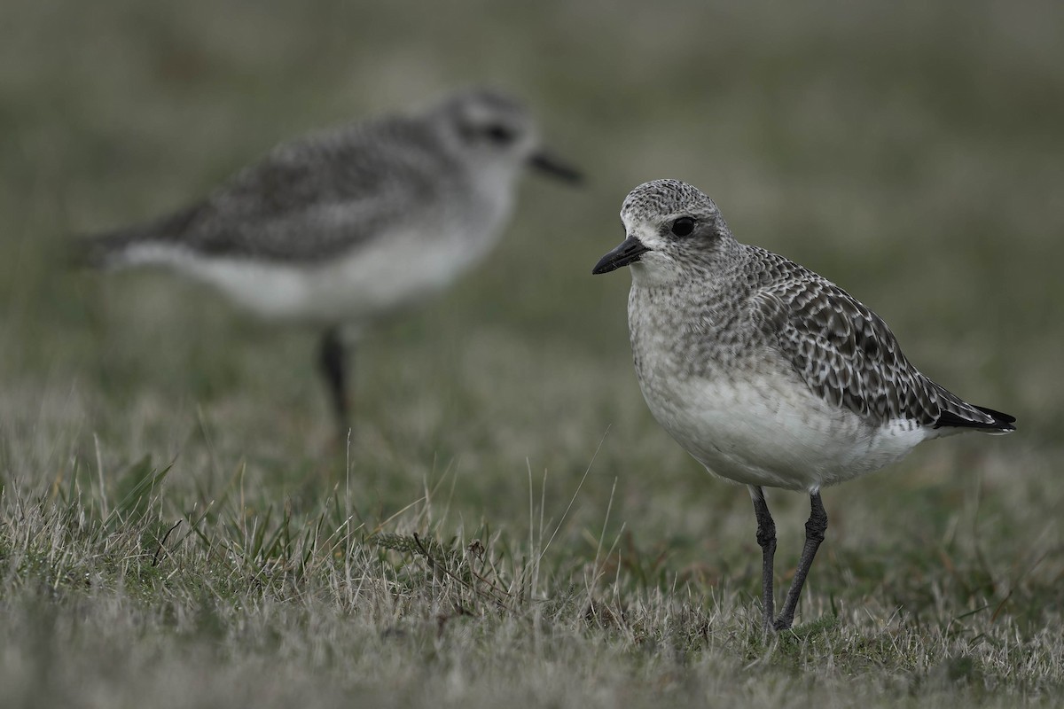 Chorlito Gris - ML645149645