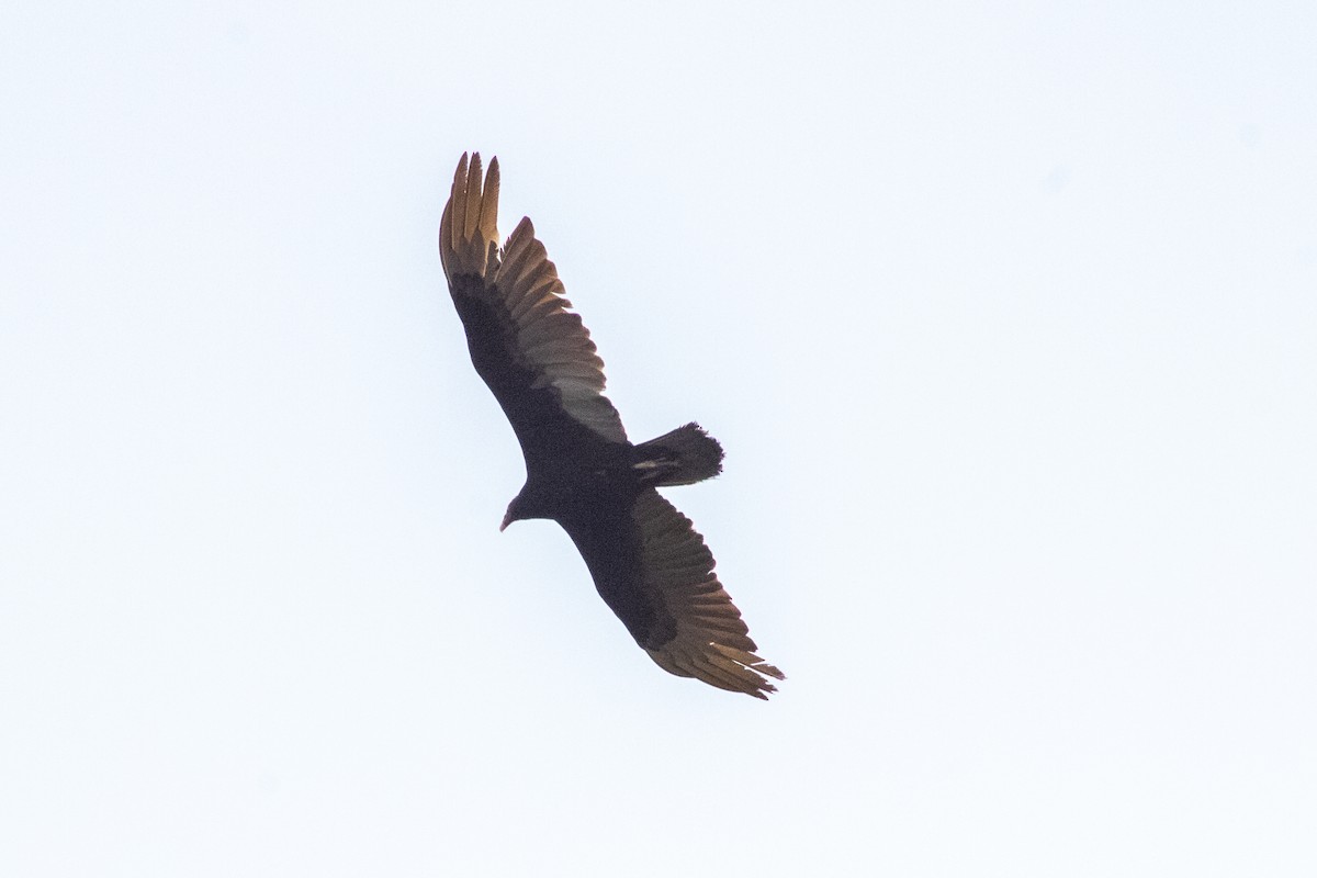Turkey Vulture - ML645149652