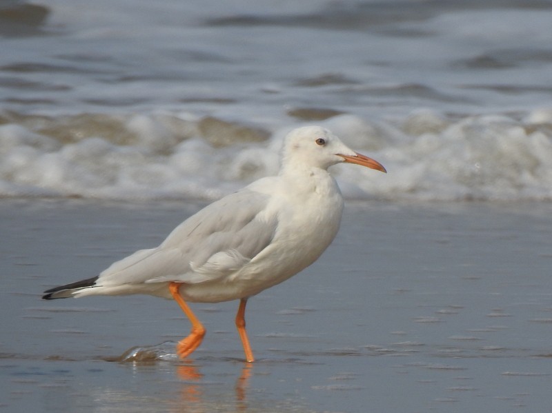 Slender-billed Gull - ML645149657