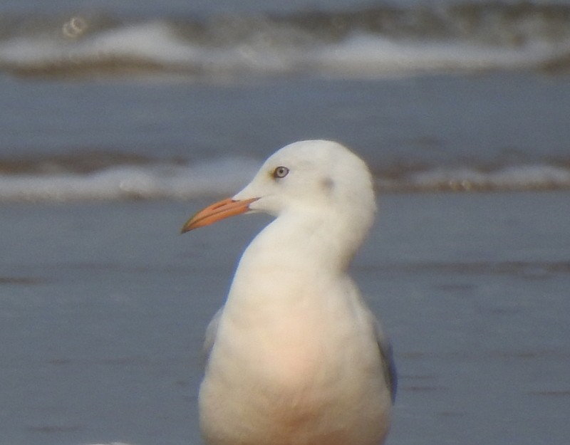 Slender-billed Gull - ML645149658