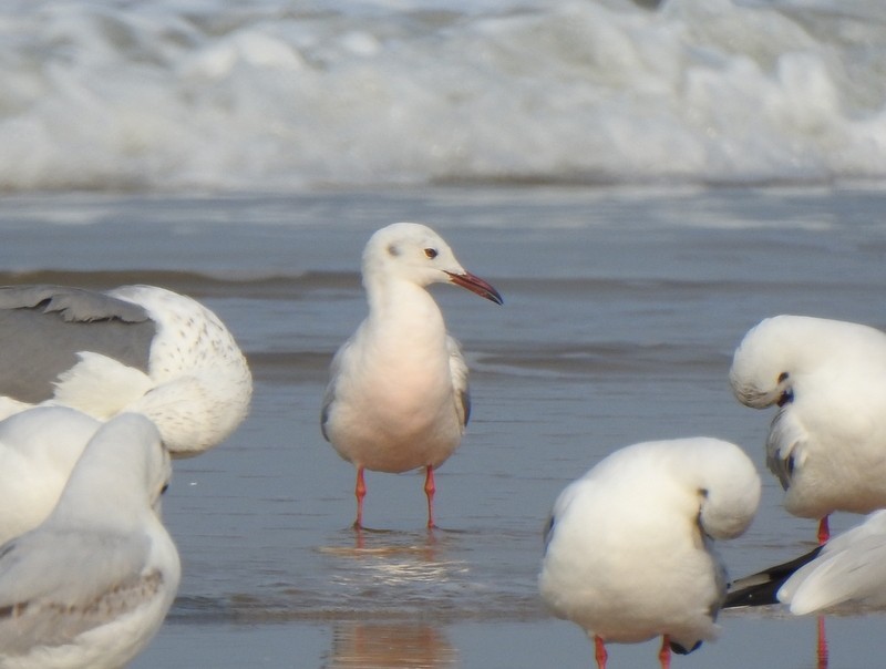 Slender-billed Gull - ML645149659