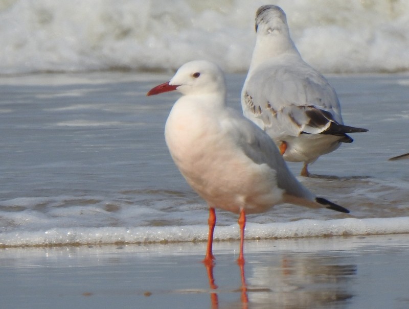 Slender-billed Gull - ML645149660