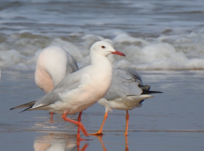 Slender-billed Gull - ML645149661