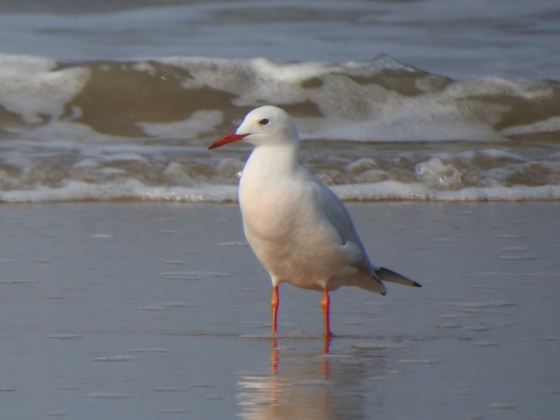 Slender-billed Gull - ML645149662