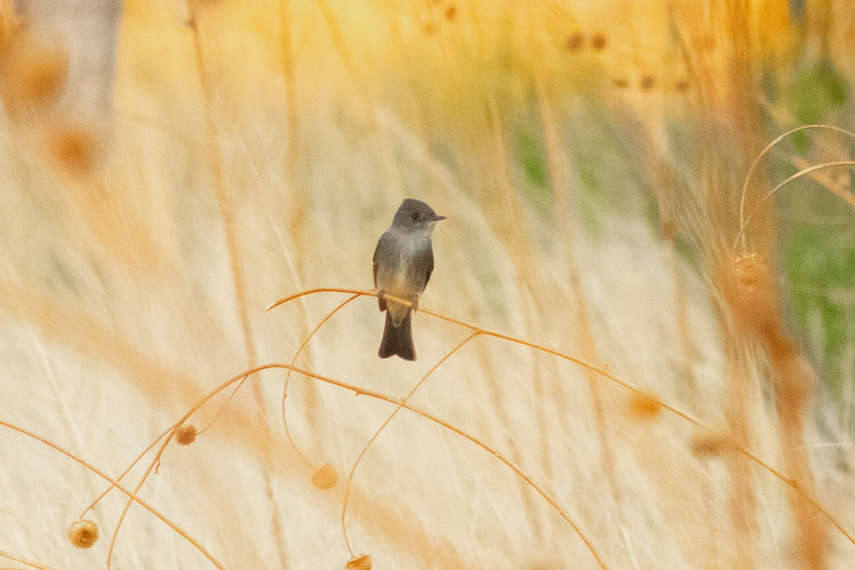 ニシモリタイランチョウ - ML645149664