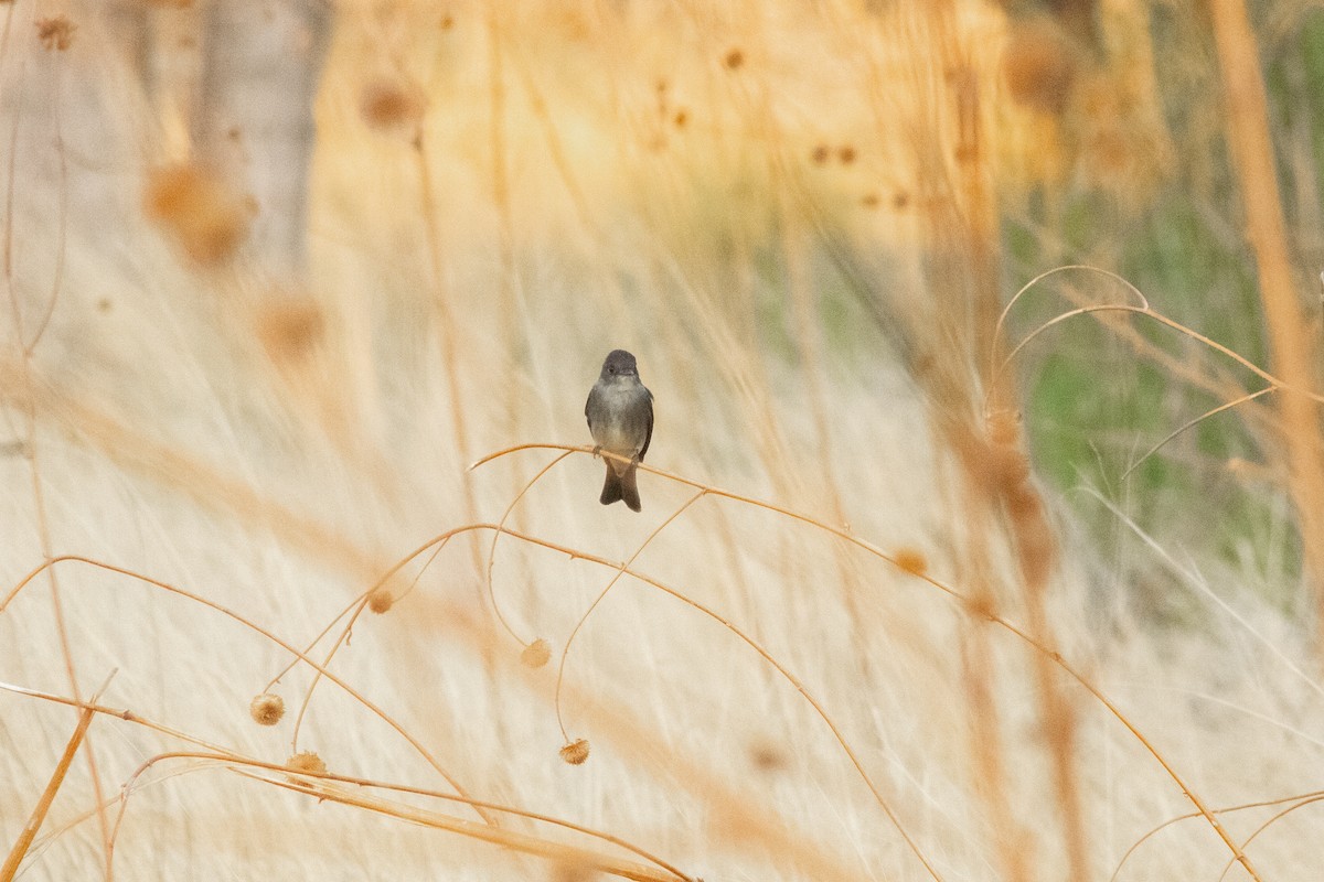 ニシモリタイランチョウ - ML645149665