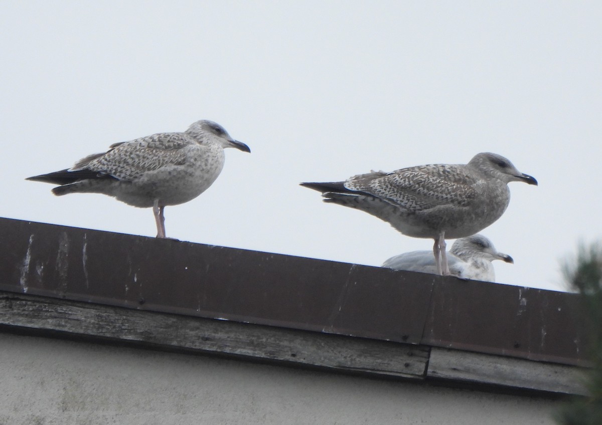 ヨーロッパセグロカモメ - ML645149666