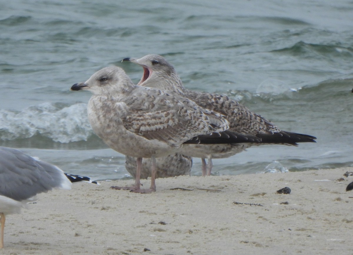 ヨーロッパセグロカモメ - ML645149667