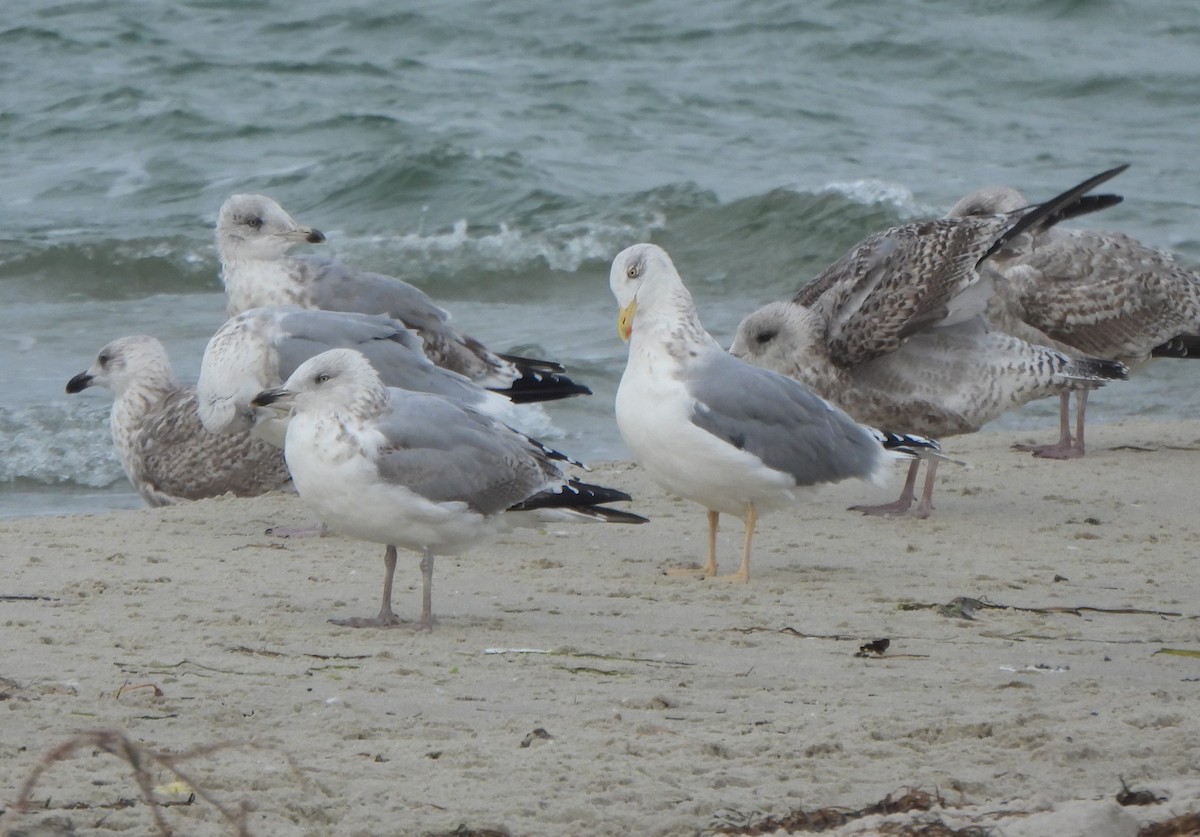 ヨーロッパセグロカモメ - ML645149668