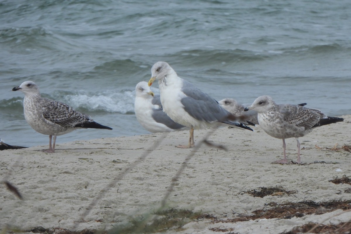 ヨーロッパセグロカモメ - ML645149669