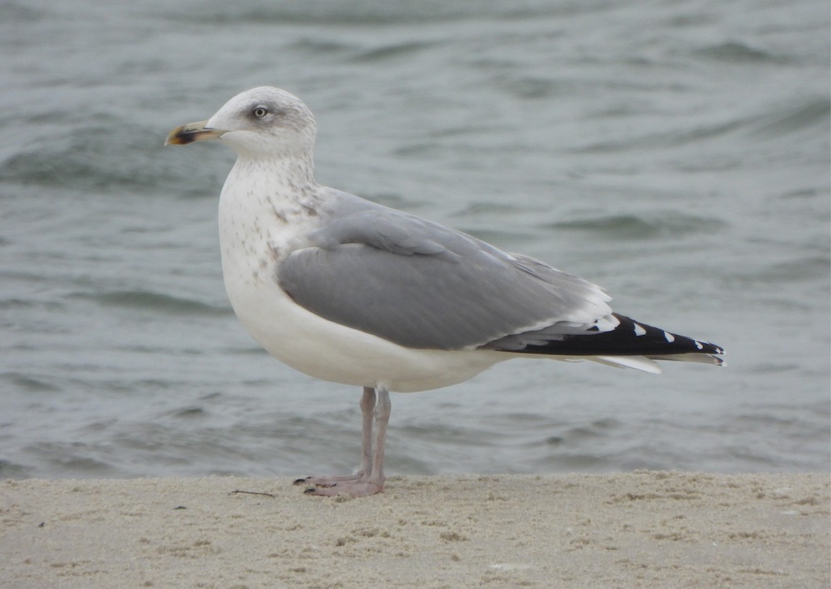 ヨーロッパセグロカモメ - ML645149670